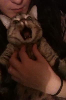 Yawning Cat Number 162